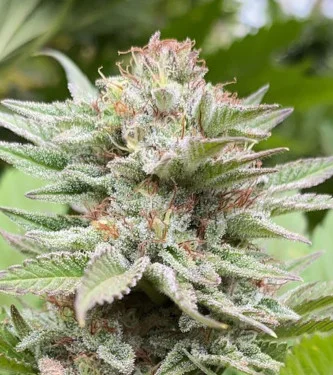 Strawberry Haze van Linda Seeds