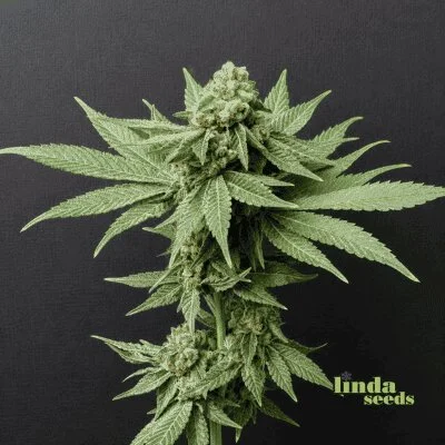 Banana Punch van Linda Seeds