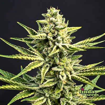 Runtz Muffin van Linda Seeds