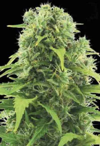 Northern Light van Linda Seeds