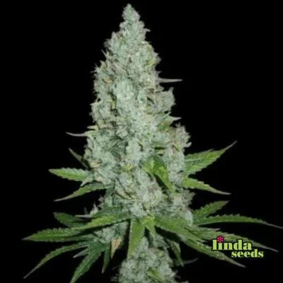 Amnesia Lemon van Linda Seeds