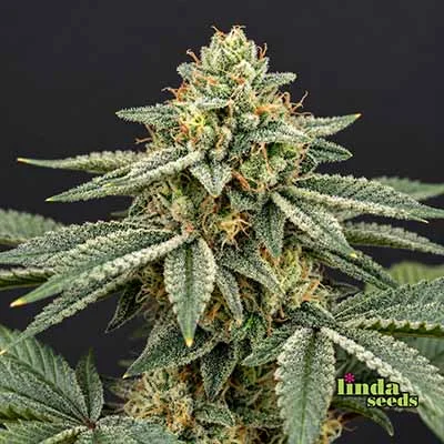 Cookies van Linda Seeds