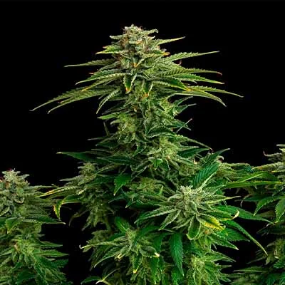 Zkittlez van Linda Seeds