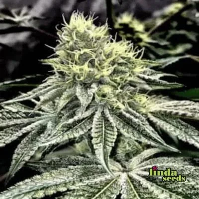 Wedding Gelato van Linda Seeds