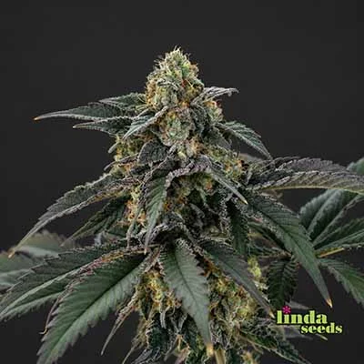 Zkittlez van Linda Seeds