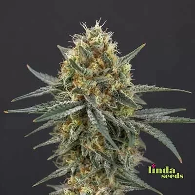 Gorilla Cookies van Linda Seeds