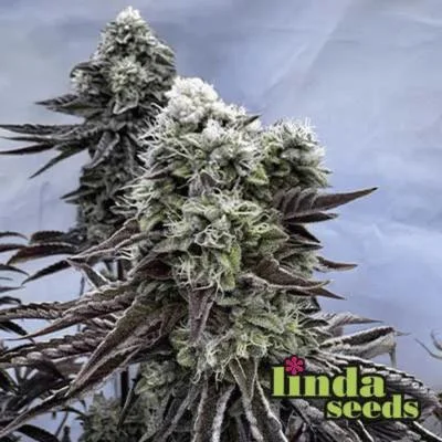 Cherry Kush Coke van Linda Seeds