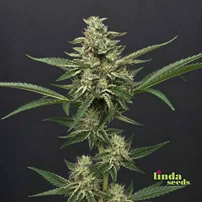 Alien OG van Linda Seeds