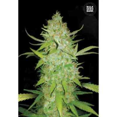 AK van Linda Seeds