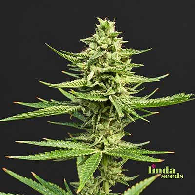 Mintz van Linda Seeds
