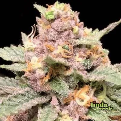 Biscotti Mintz van Linda Seeds