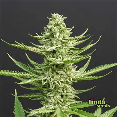 Amnesia Lemon van Linda Seeds