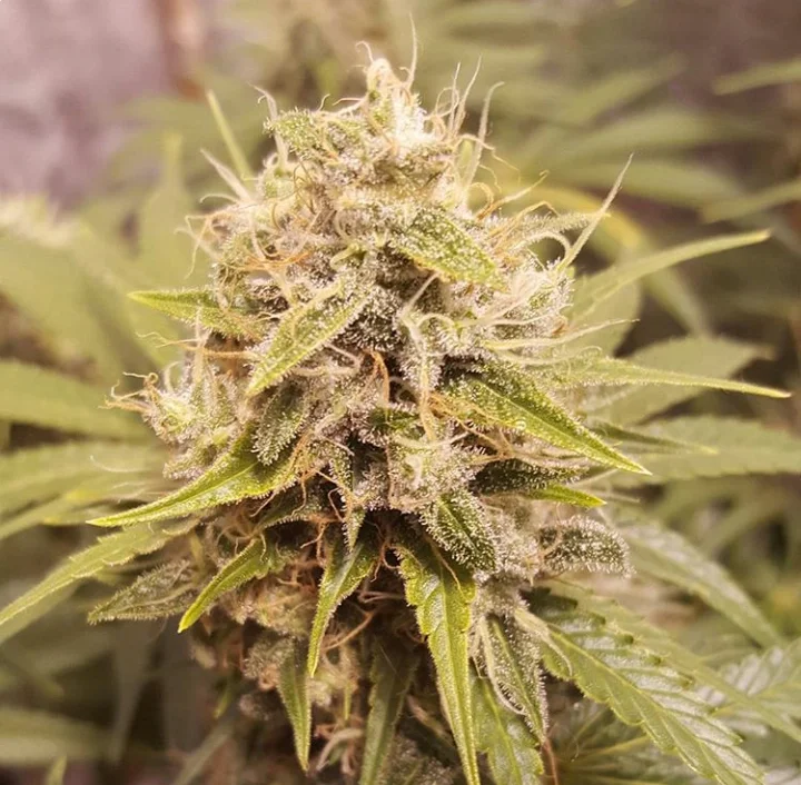 Deluxe Orange van Lineage Genetics