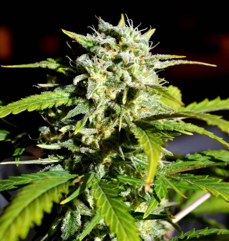 Super Lemon Haze van Lineage Genetics