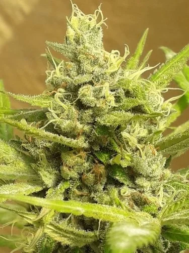 Girl Scout Cookies van Lineage Genetics