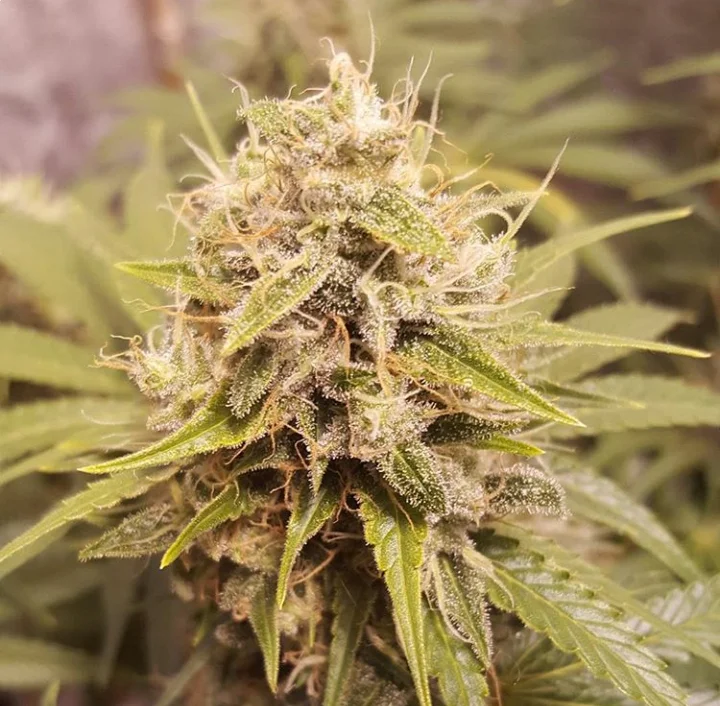 Deluxe Orange van Lineage Genetics
