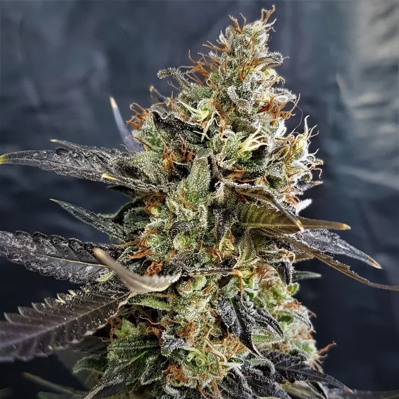 Pineapple Cookies van Lineage Genetics