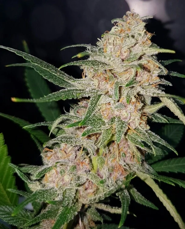 Girl Scout Cookies van Lineage Genetics