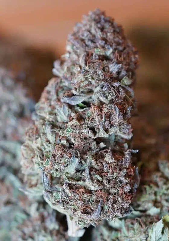 Purple Magnolia van Lovin In Her Eyes