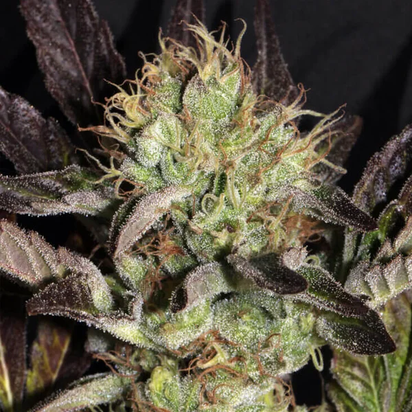 Big Apple Cookies van Mamiko Seeds