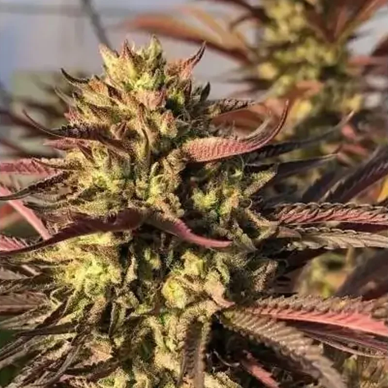 Punch & Cookies van Mamiko Seeds
