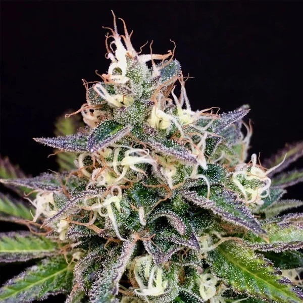Cheese Cookies van Mamiko Seeds