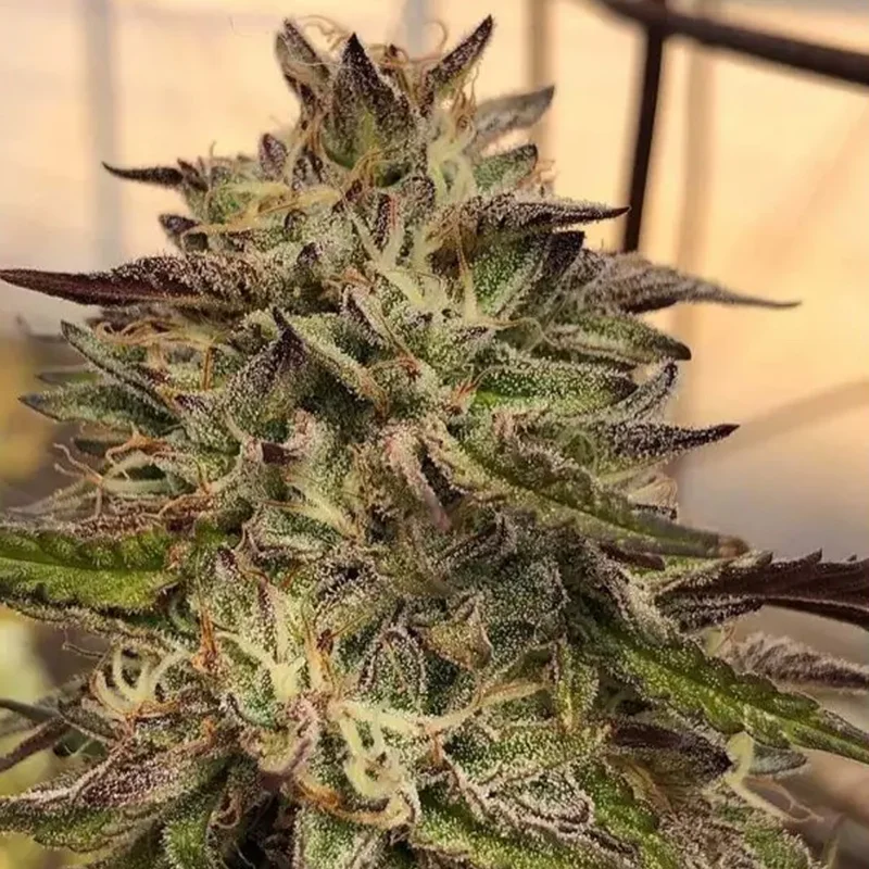 Chem Cookies van Mamiko Seeds