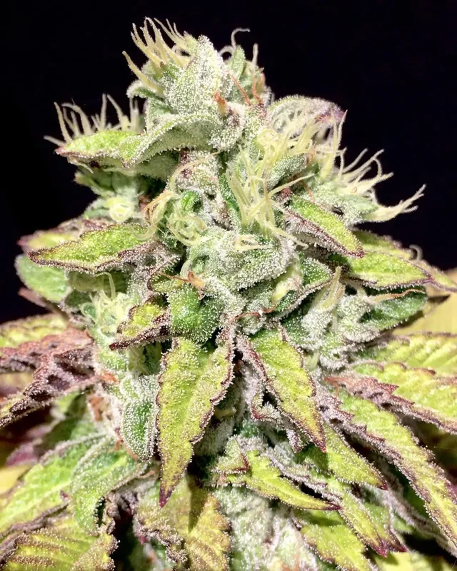 Tarta Helada van Mamiko Seeds