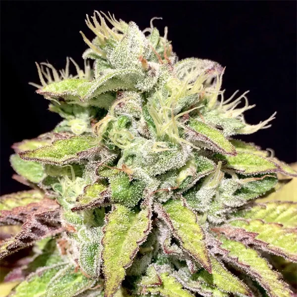 Tarta Helada van Mamiko Seeds