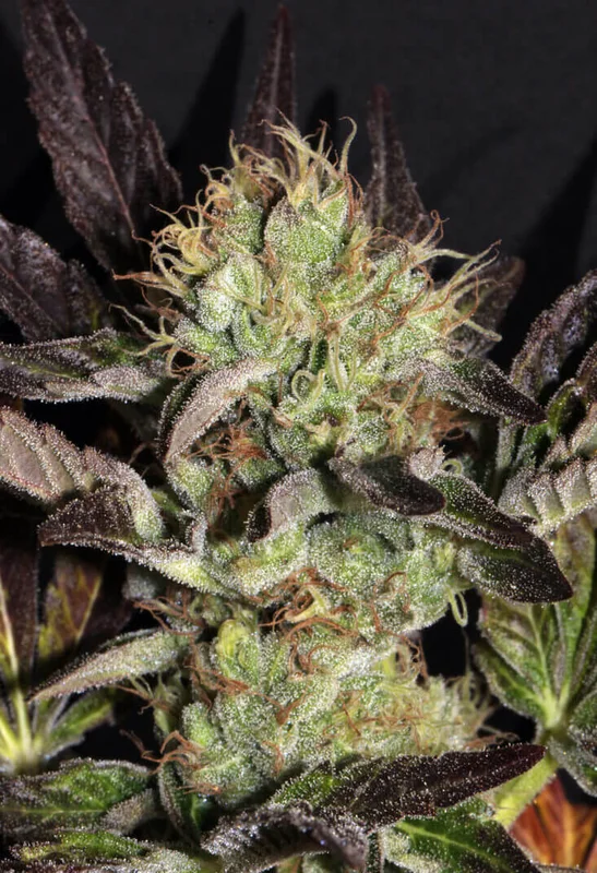 Big Apple Cookies van Mamiko Seeds