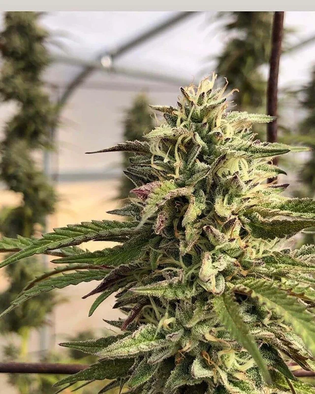 GMO aka Chem Cookies van Mamiko Seeds