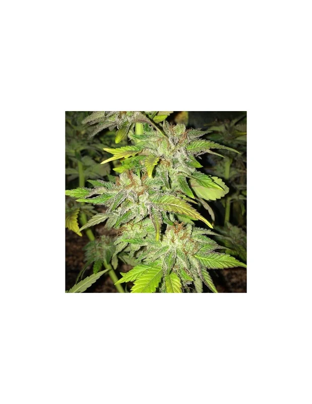 Pure Kush Cookies van Mamiko Seeds
