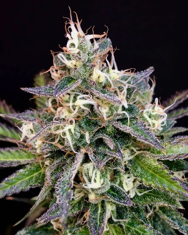 Cheese Cookies van Mamiko Seeds