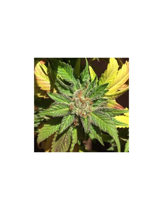 Pure Kush Cookies van Mamiko Seeds