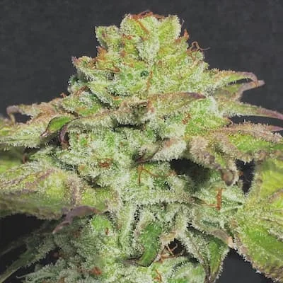 Alien Wedding Cookies van Mamiko Seeds