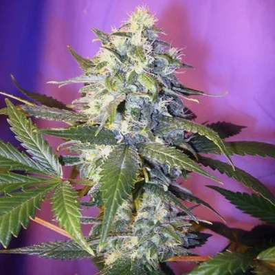 Hashberry van Mandala