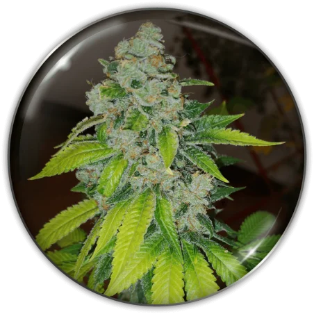 Zkittlez van Medical Seeds
