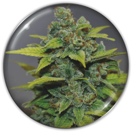 Banana Zkittlez van Medical Seeds