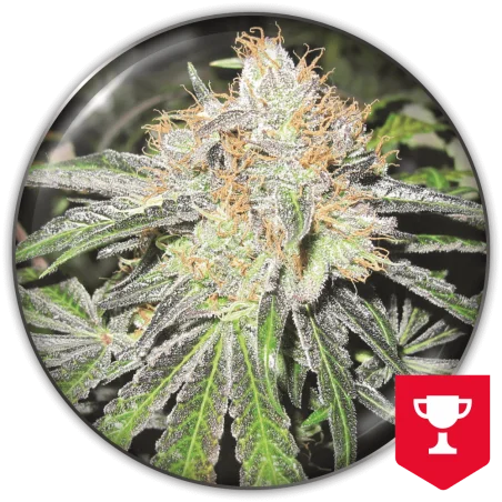 Deep Neville van Medical Seeds