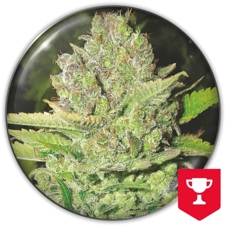 Devil Fruit van Medical Seeds