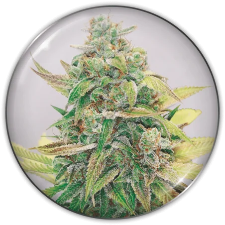 Strawberry Cake CBD van Medical Seeds