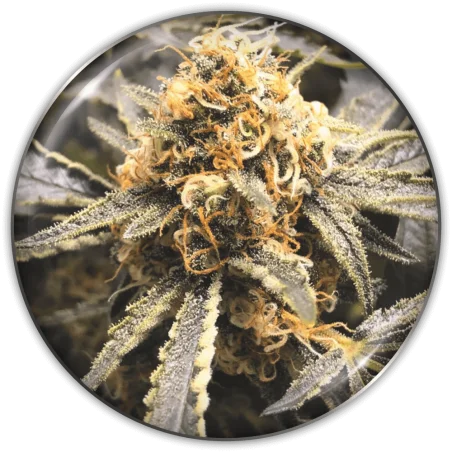 Recovery CBD van Medical Seeds