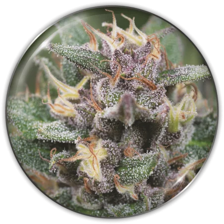 Bluehell van Medical Seeds