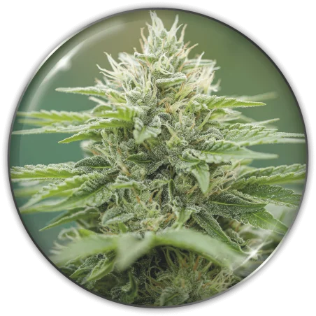 Eboshi CBG van Medical Seeds
