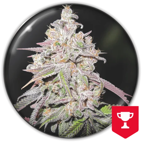 Mendocino Chanel Kush van Medical Seeds
