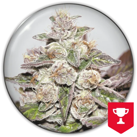 Mendocino Purple Kush van Medical Seeds