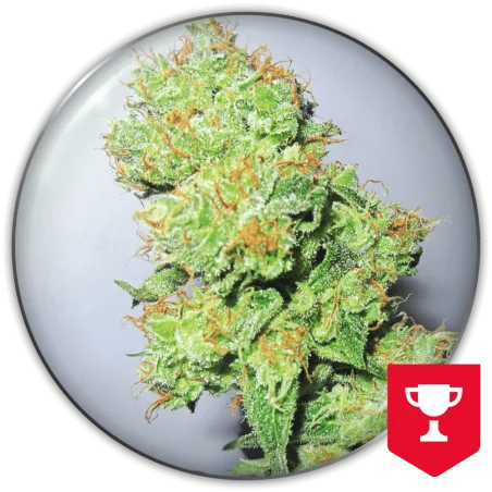 Y Griega CBD van Medical Seeds