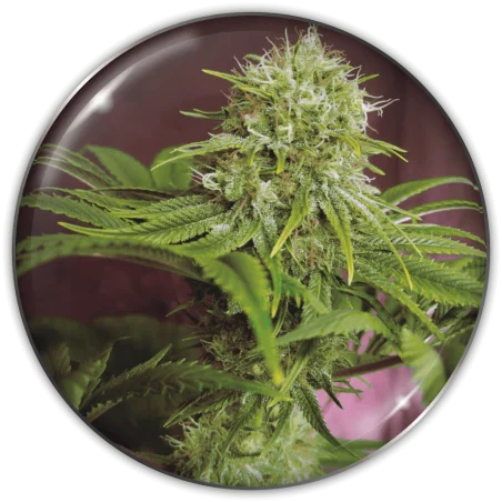 Elixir Vitae CBD van Medical Seeds
