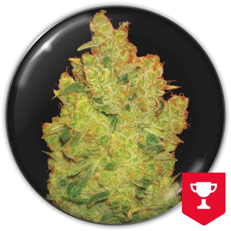 Jack la Mota van Medical Seeds
