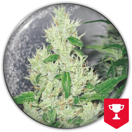 Y Griega van Medical Seeds